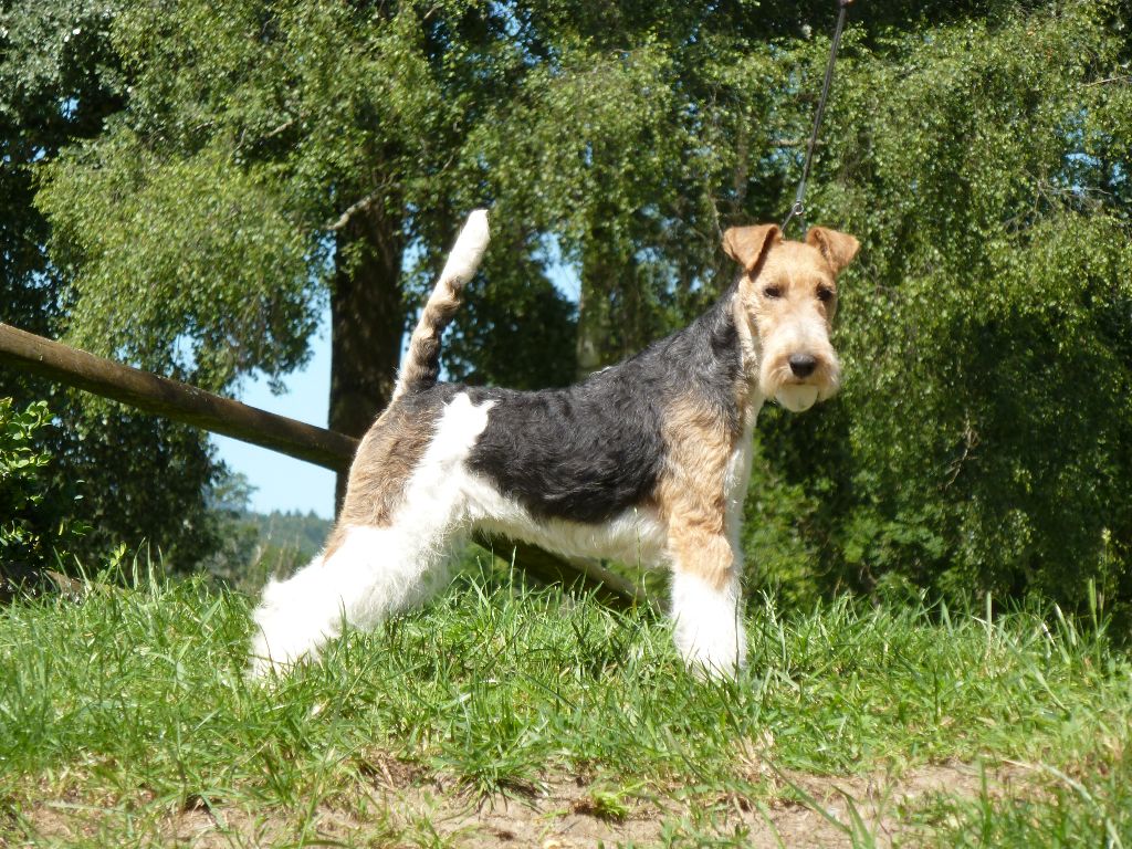 CH. Electric-girl Du clos des amoureux