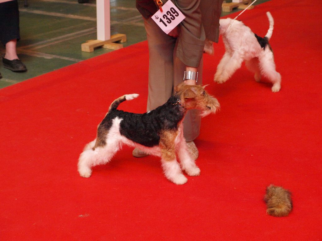 CH. Electric-girl Du clos des amoureux