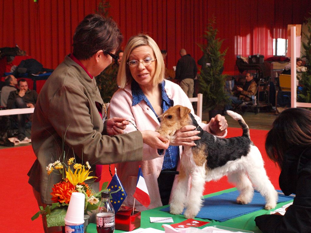 CH. Electric-girl Du clos des amoureux