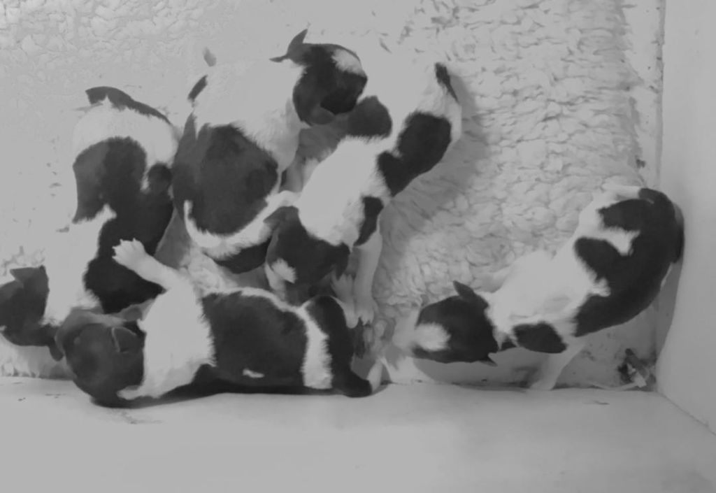 Du clos des amoureux - Fox Terrier Poil Dur - Portée née le 01/10/2018