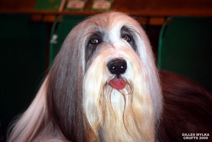 Publication : de Chester Auteur : Gilles Mylka