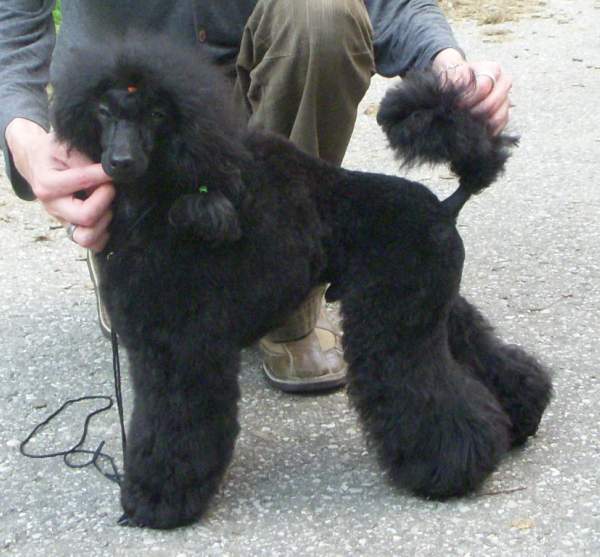 Publication : Victory wind's Auteur : Nicolas Serac