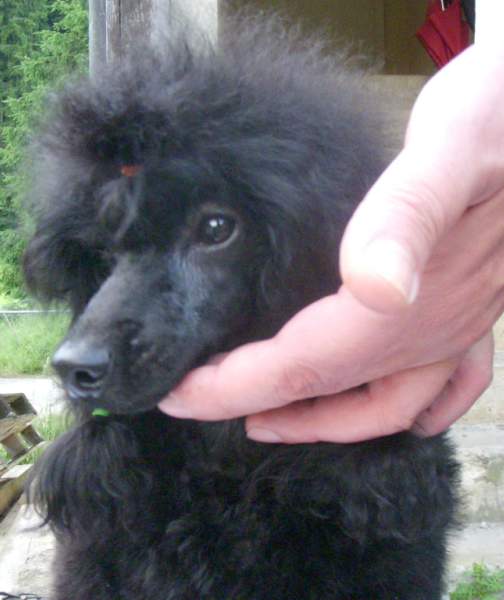 Publication : Victory wind's Auteur : Nicolas Serac