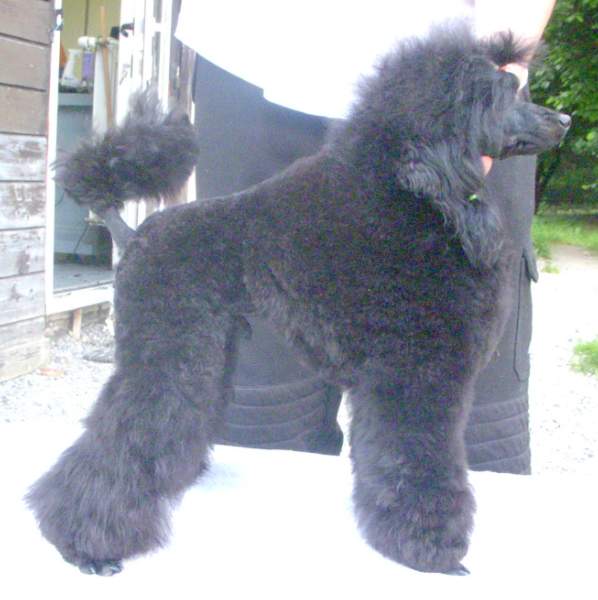 Publication : Victory wind's Auteur : Nicolas Serac