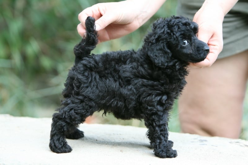 Chiot Elevage Victory Wind S Eleveur De Chiens Caniche