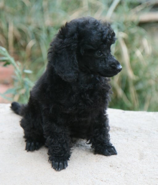 GUERLAIN - (TOY ou TOUT PETIT NAIN NOIR)