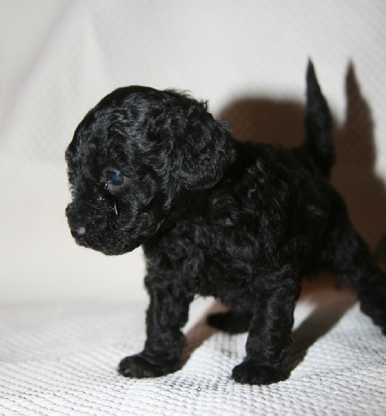 GUERLAIN - (TOY ou TOUT PETIT NAIN NOIR)