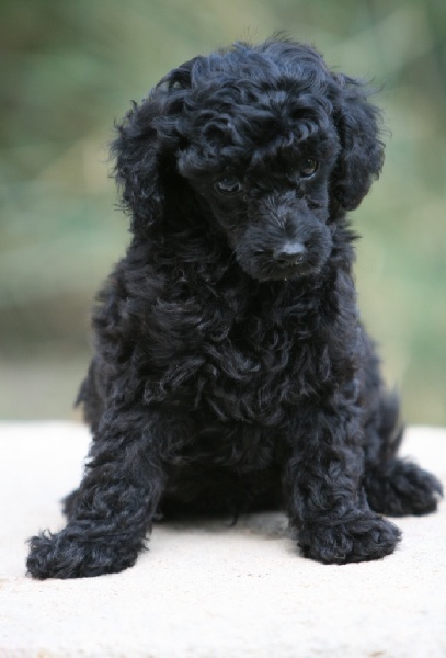 GUERLAIN - (TOY ou TOUT PETIT NAIN NOIR)