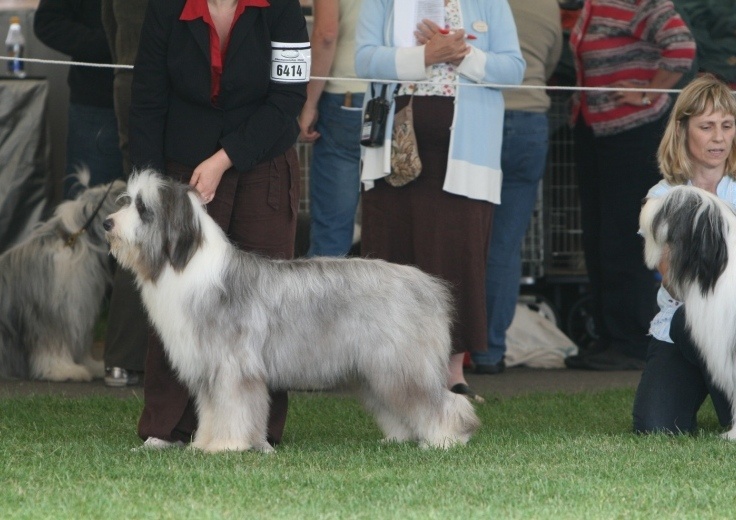 CH. Victory wind's Earth, wind and fire - 2 nd en Junior class