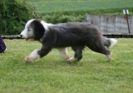CH. Victory wind's Duncan mcleod - best puppy in show