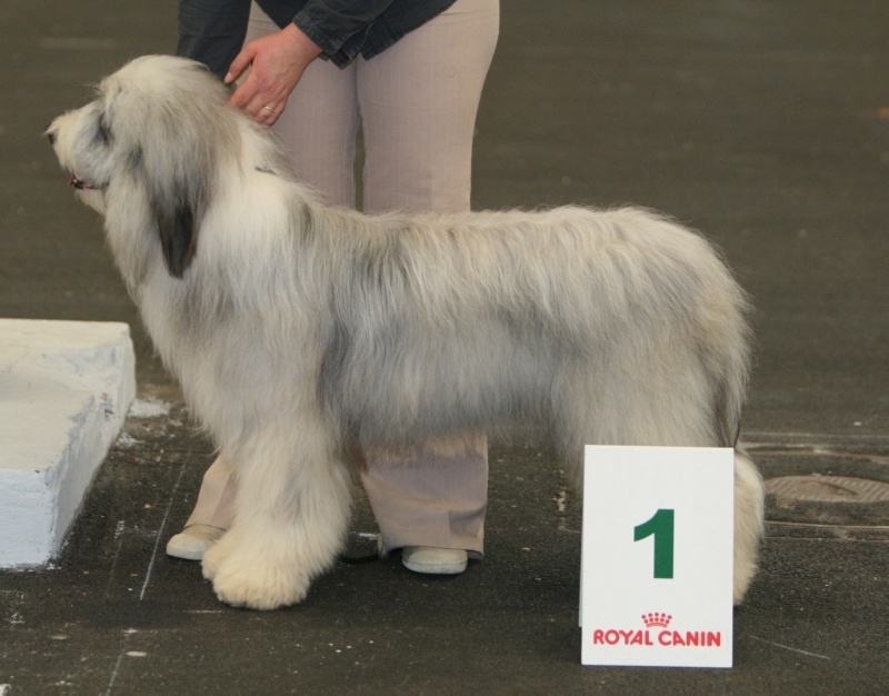 CH. Victory wind's Duncan mcleod - 1 exc, BOB jeune et 2 ème BOG jeune