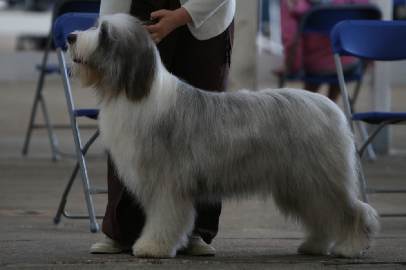 CH. Victory wind's Earth, wind and fire - 1 st en junior class dog