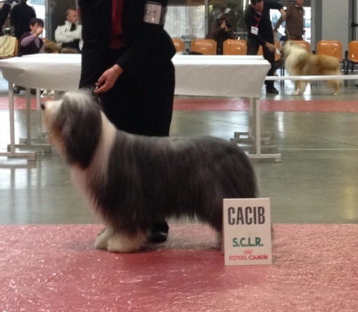 CH. Victory wind's Duncan mcleod - 1 er exc CACS CACIB & meilleur de race