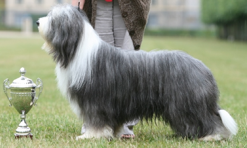 CH. Victory wind's Duncan mcleod - 1 er exc CACS et BEST IN SHOW !!