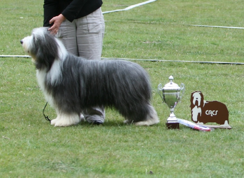 CH. Victory wind's Duncan mcleod - 1er exc CACS - R.CACIB