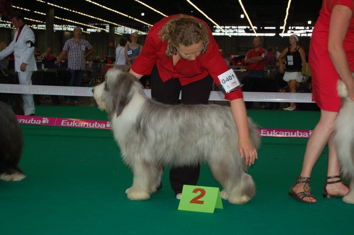 CH. Victory wind's Earth, wind and fire - 2 ème Excellent - classe jeune mâle