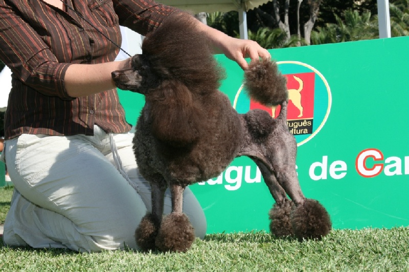 CH. Aphrodite déesse Del rey rakashi - 1er EX CACIB BOB