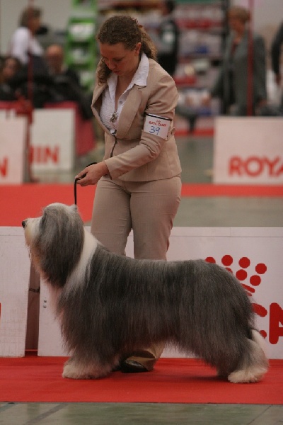 CH. Victory wind's Duncan mcleod - 1 er exc CAC et RCACIB