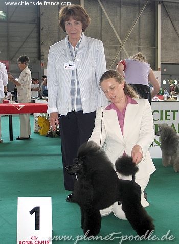 CH. Ultimate k o Del rey rakashi - CACS.CACIB. BOB