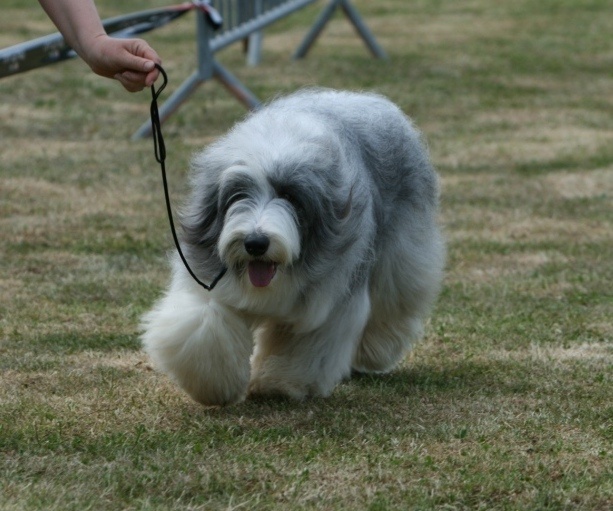 CH. Victory wind's Duncan mcleod - Excellent non classé (classe jeune)