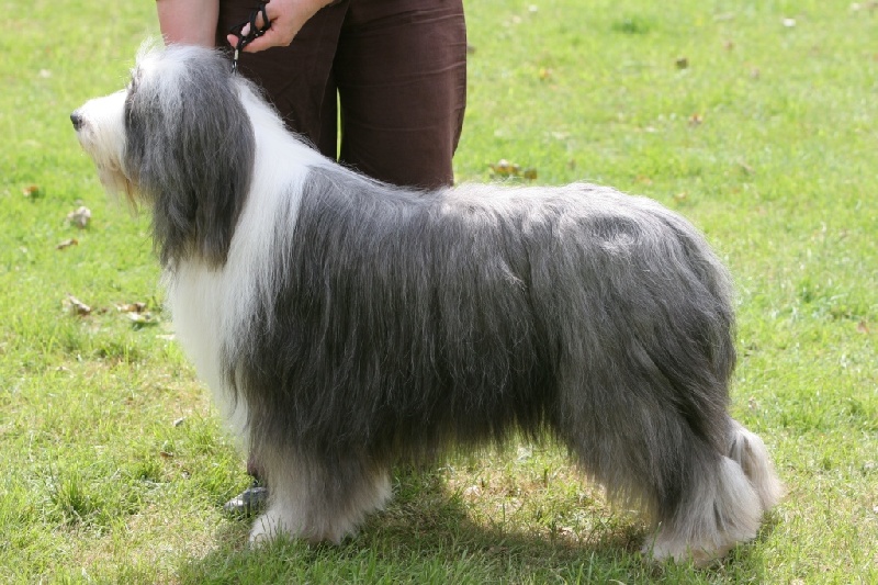 CH. Victory wind's Earth, wind and fire - Exc sous les 3 juges et sujet sélectionné