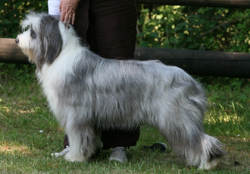 CH. Victory wind's Earth, wind and fire - Excellent classé (classe jeune)