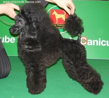 CH. Victory wind's fashion Del rey rakashi - CACS.CACIB. BOB