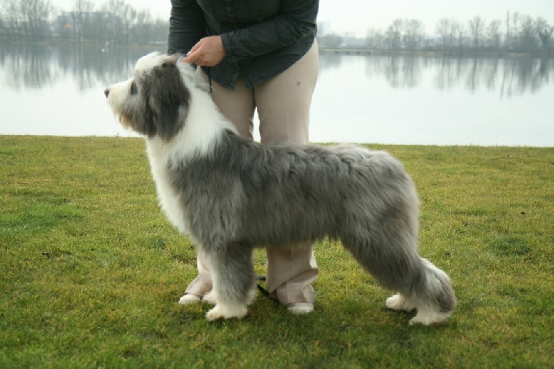 CH. Victory wind's Earth, wind and fire - Très prometteur (classe puppy)