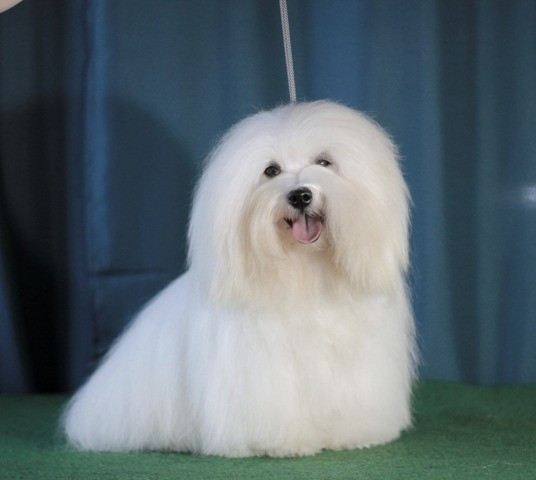 CH. UNA STORIA BELLA du Castel de la Roche aux Fées