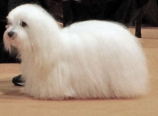 CH. UNA STORIA BELLA du Castel de la Roche aux Fées