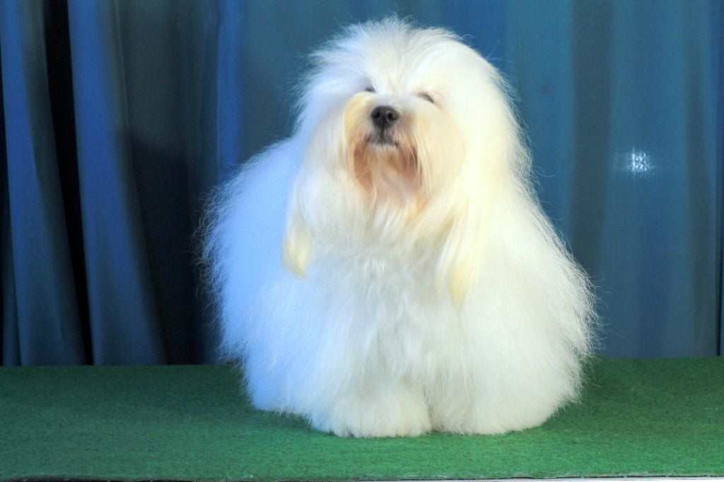 CH. Toccata du Castel de la Roche aux Fées