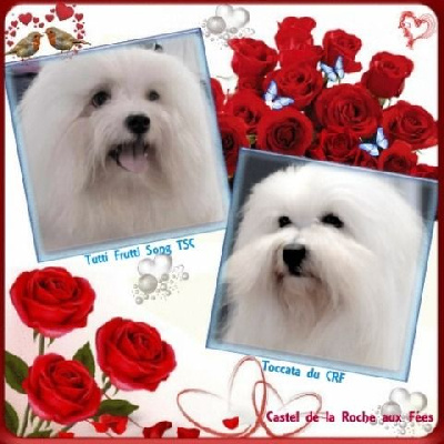 Les chiots de Coton de Tulear