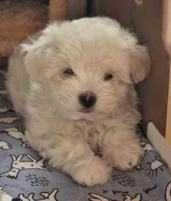 Les chiots de Coton de Tulear