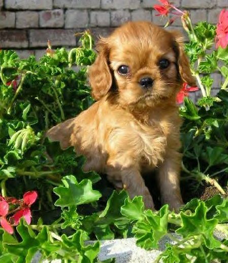 Publication : Des rois du monde