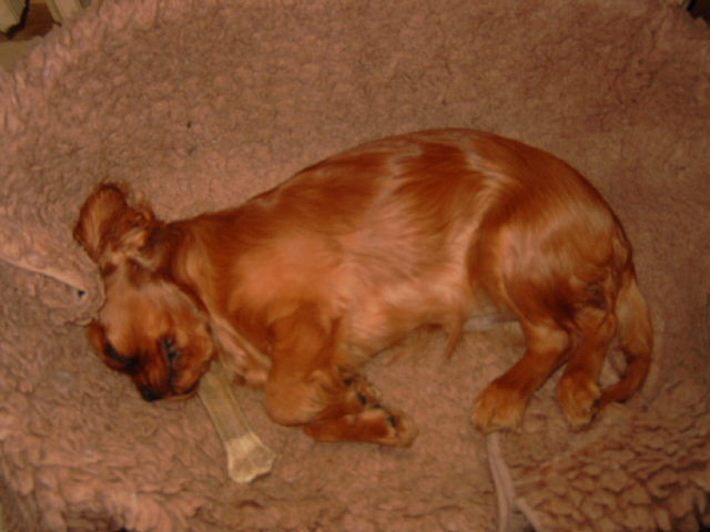 Publication : Des rois du monde