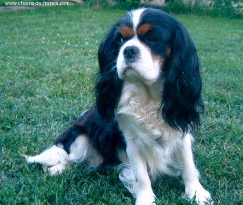 Tracy De la vallee du parc Buirette