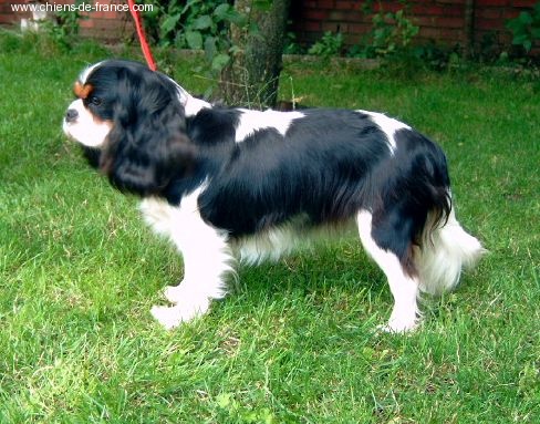 Tracy De la vallee du parc Buirette