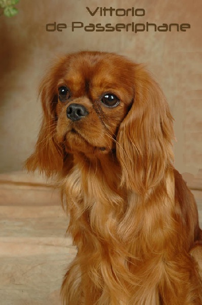 Publication : Des rois du monde