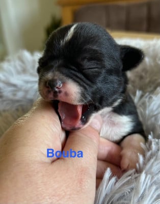 Bouba - Chihuahua