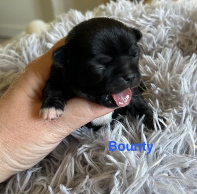Bounty - Chihuahua