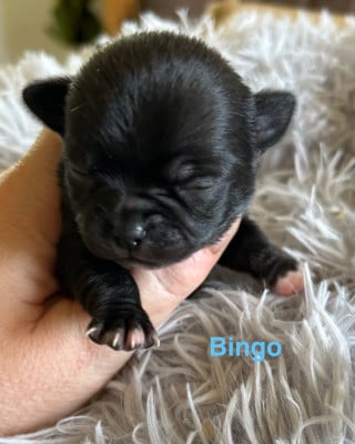 Bingo - Chihuahua