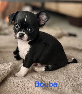 Les chiots de Chihuahua