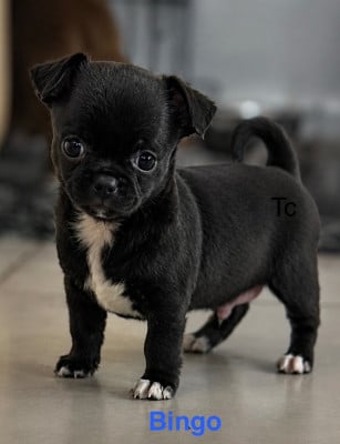 Les chiots de Chihuahua