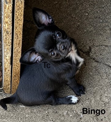 Les chiots de Chihuahua