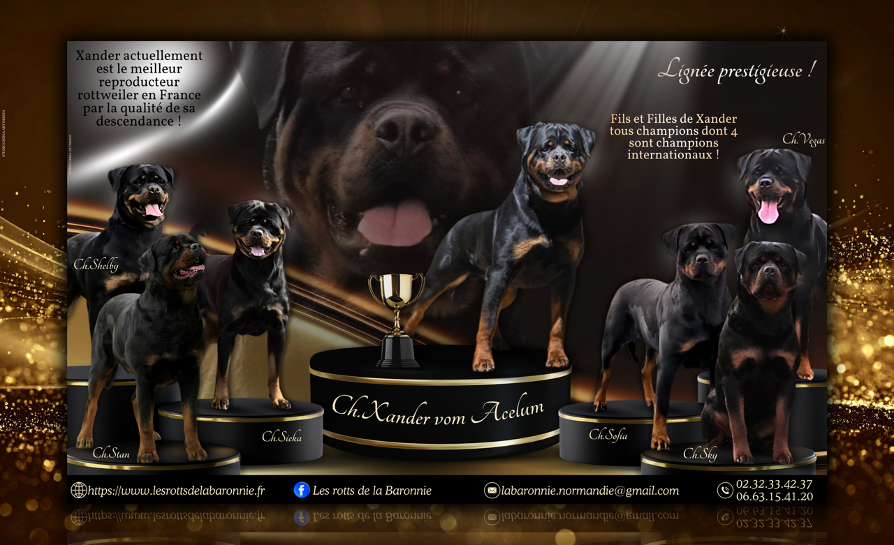 CH. Xander vom acelum