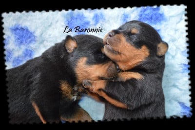 des Rotts de la Baronnie