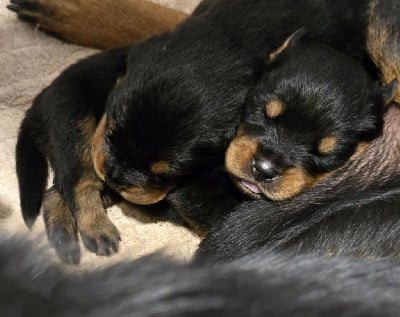 Les chiots de Rottweiler
