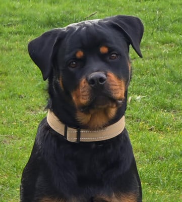 Les chiots de Rottweiler