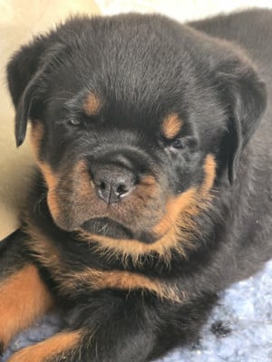 Les chiots de Rottweiler