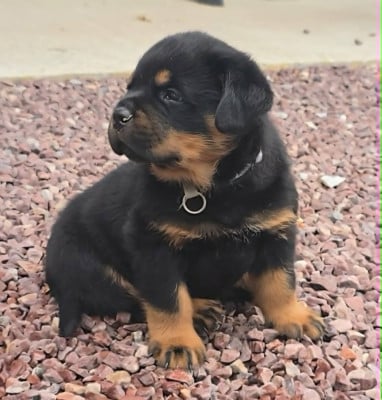 Les chiots de Rottweiler
